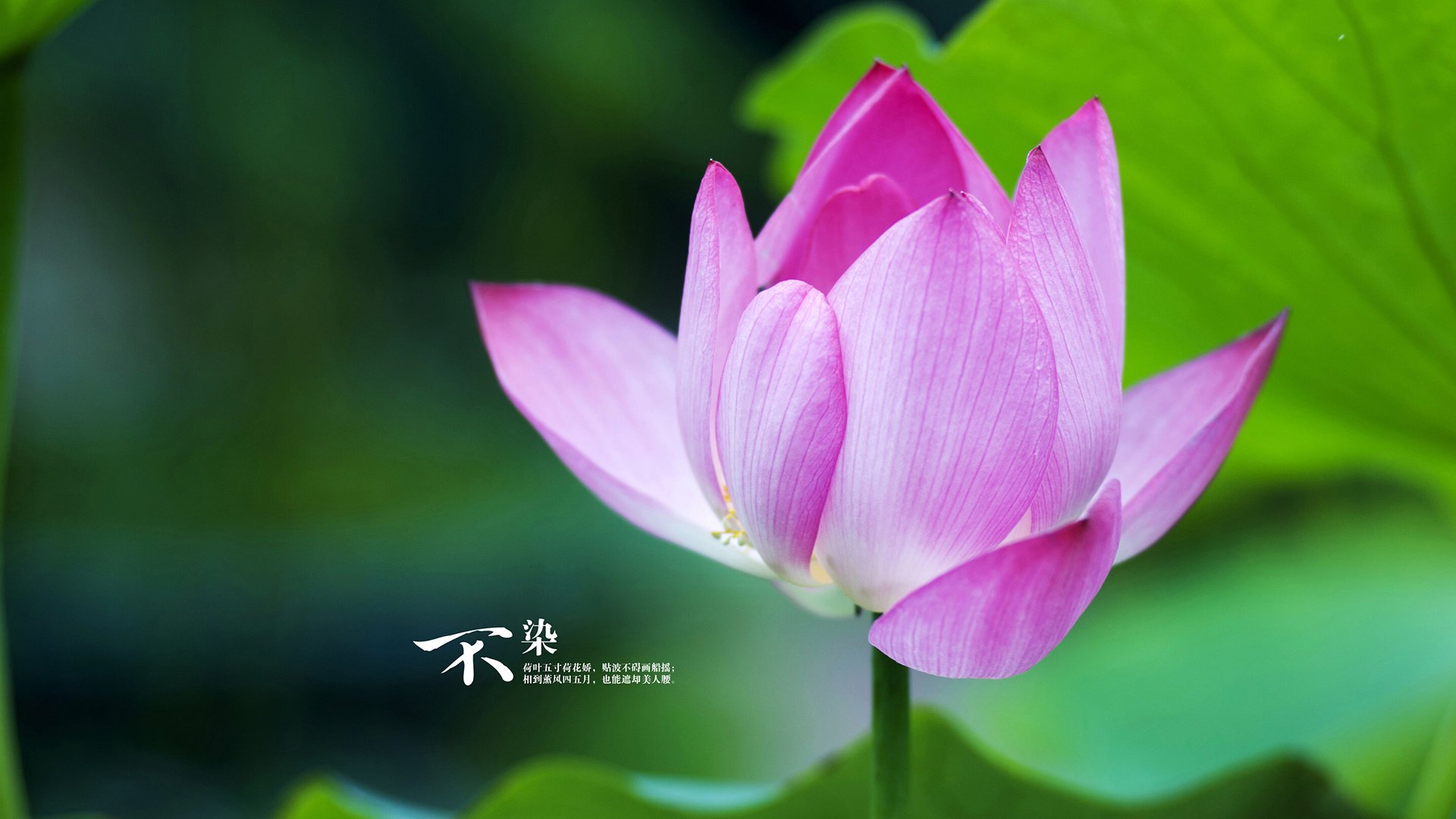 双线逆袭，当波兰足球掀翻战车，张本智和以魔音震慑赛场