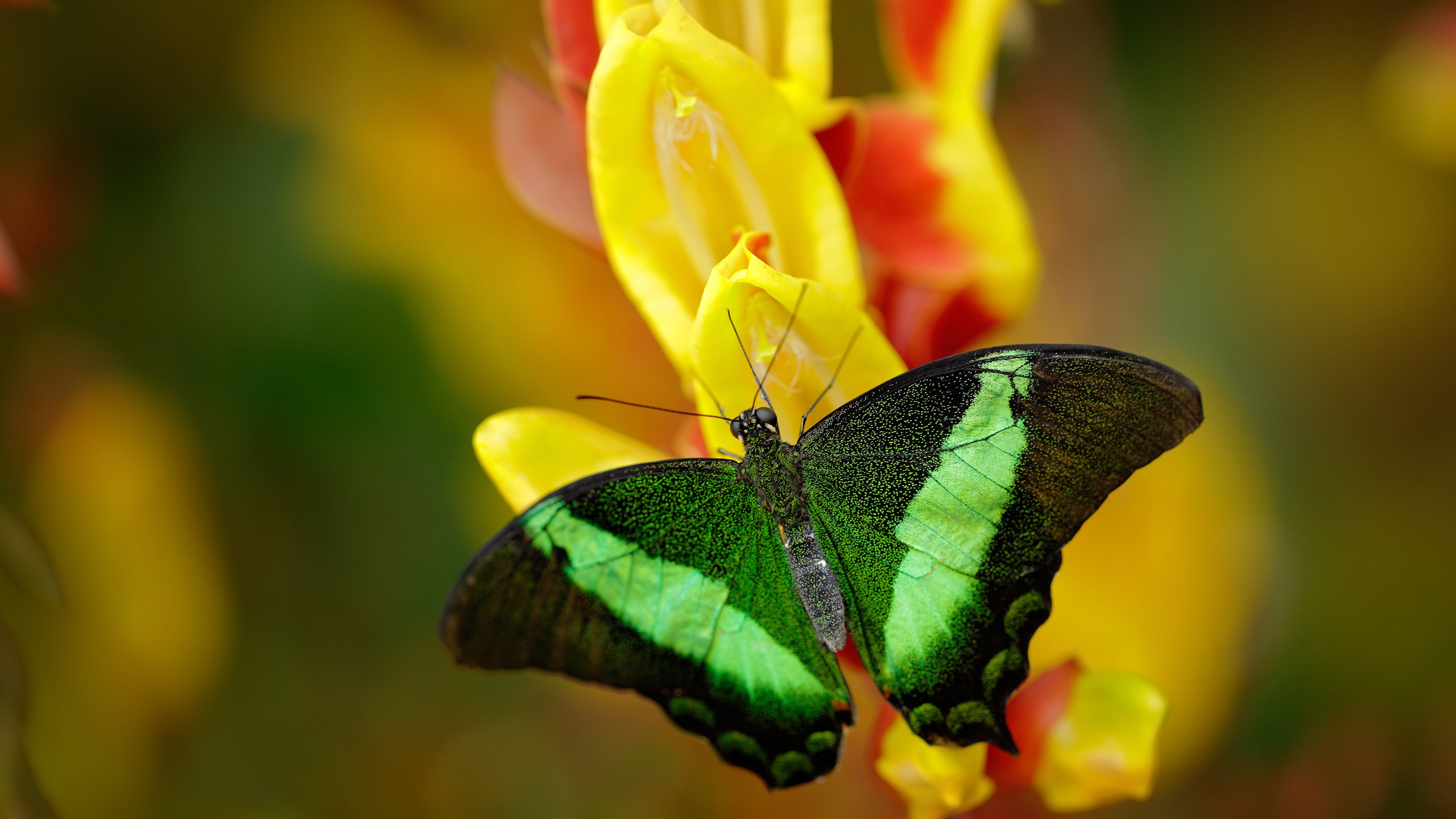 团队荣光与个人闪耀，瑞典队横扫法国，许昕独舞书写传奇