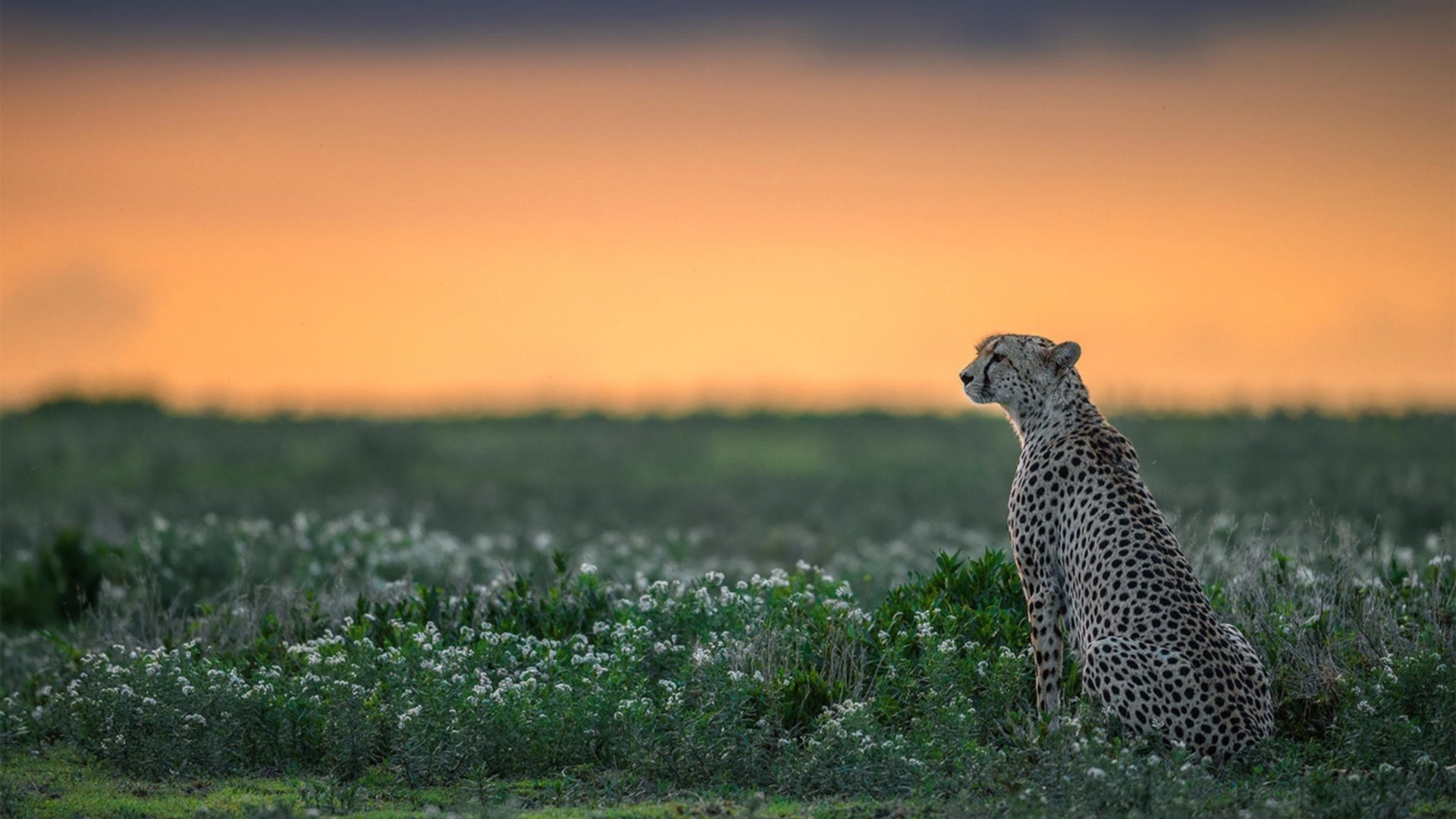 加时鏖战与45+三双，东契奇的绝杀密码
