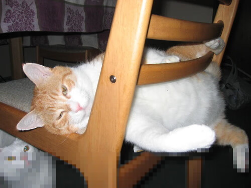 当浙江队打穿太阳，亚平宁的篮球少年正在球场上空雕刻时光