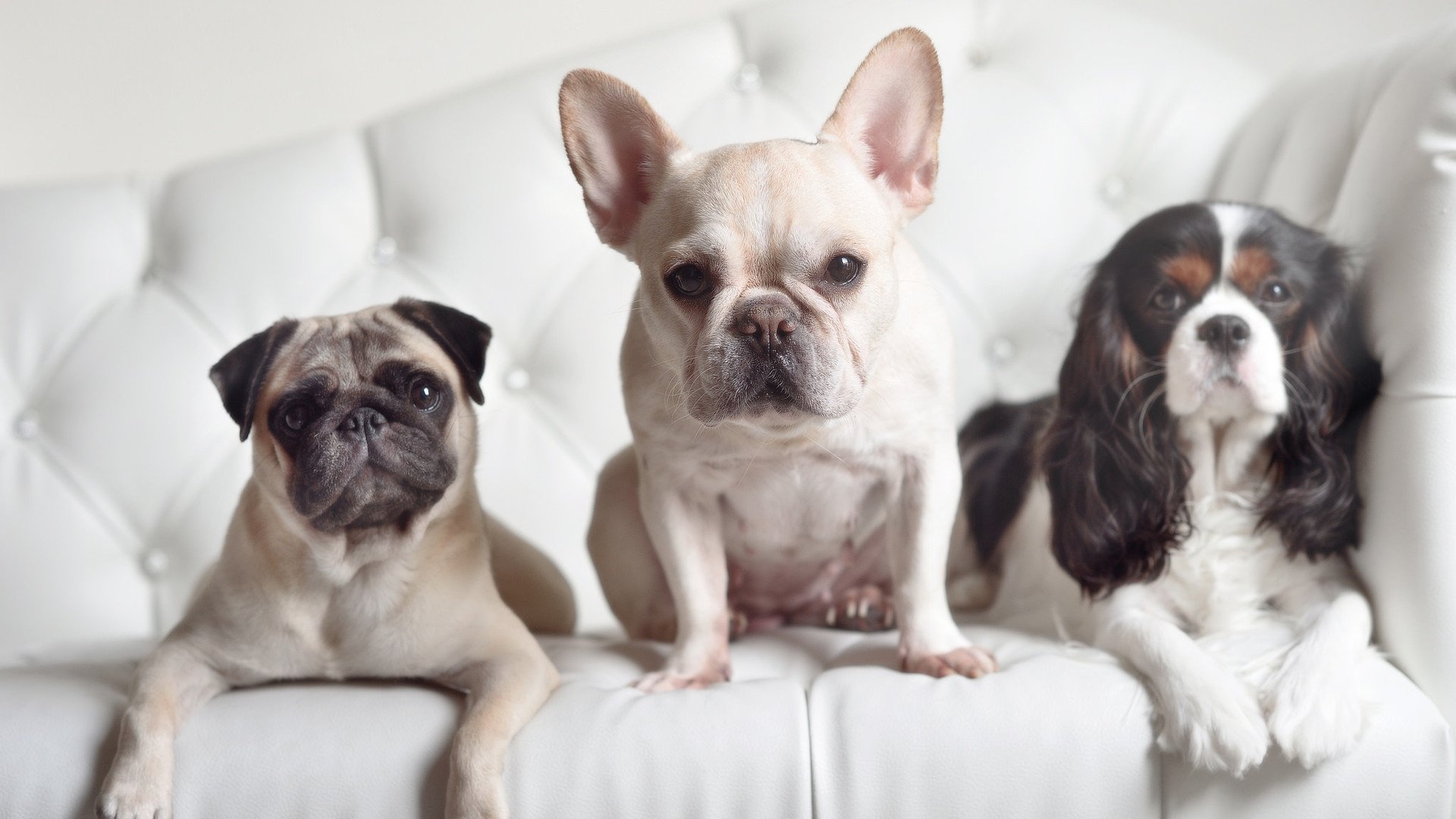 看到您将布克与德甲争冠战并列，这确实是一个富有戏剧张力的构想。在现实足球世界中，布克并非德甲球员，但这不妨碍我们以此为灵感核心，创作一个关于英雄、压力与决定性时刻的独特故事