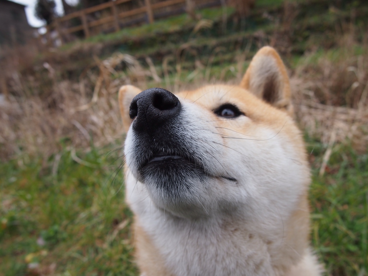王者归来的寂静宣告，当英格拉姆的制胜枪刺穿太阳，雄鹿的钢铁洪流已悄然改写了争冠版图