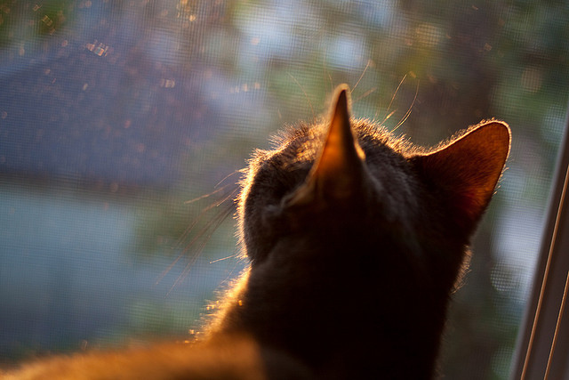 深篮风暴，当欧冠决赛响起东方战歌，深圳力克奇才写下旧王新篇