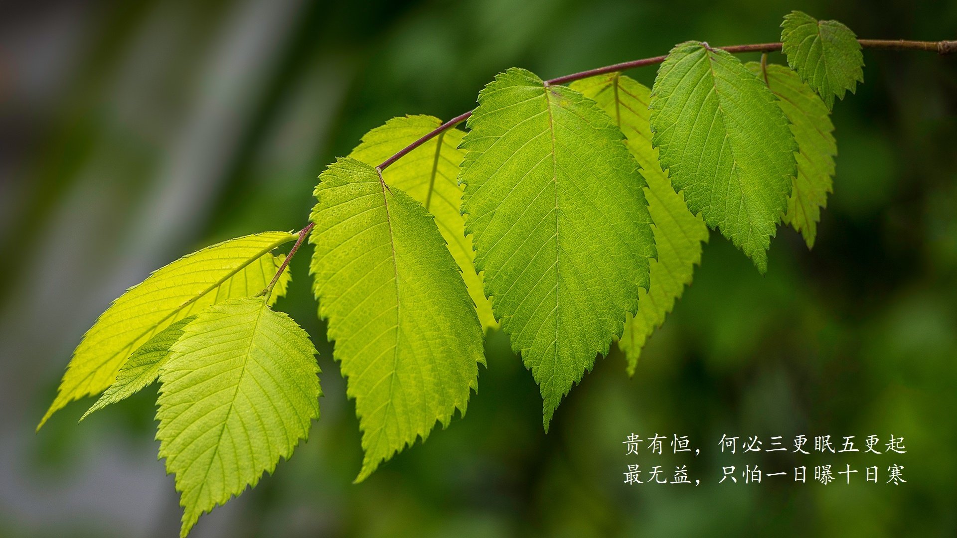 巨灵神掌撕裂防线！戈贝尔锤爆禁区助力太阳强势灼伤独行侠
