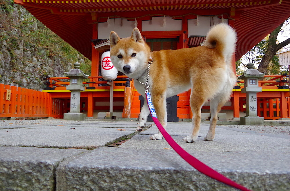 沙漠绿茵与英伦战歌，当沙特逆袭遇上维尼修斯封神时刻