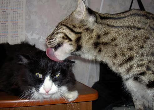 当利拉德踢欧冠，论关键时刻的接管者艺术