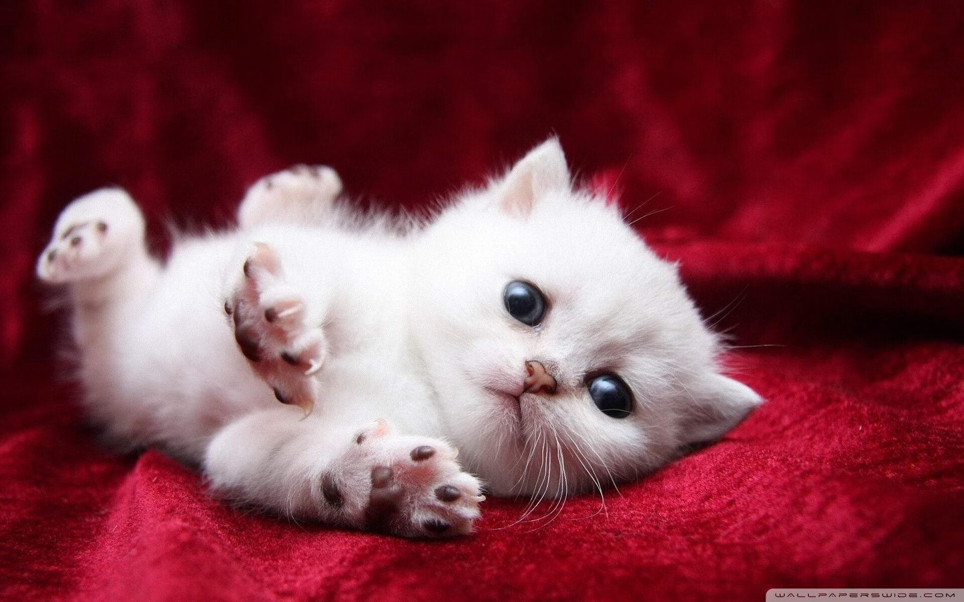 非洲黑马怒吼!压哨绝杀钢铁之师,恩佐一球定江山