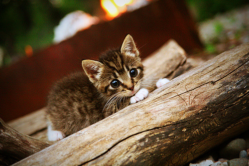 绿茵赛道上的车手，黄喜灿以F1式统治力点燃揭幕战之夜