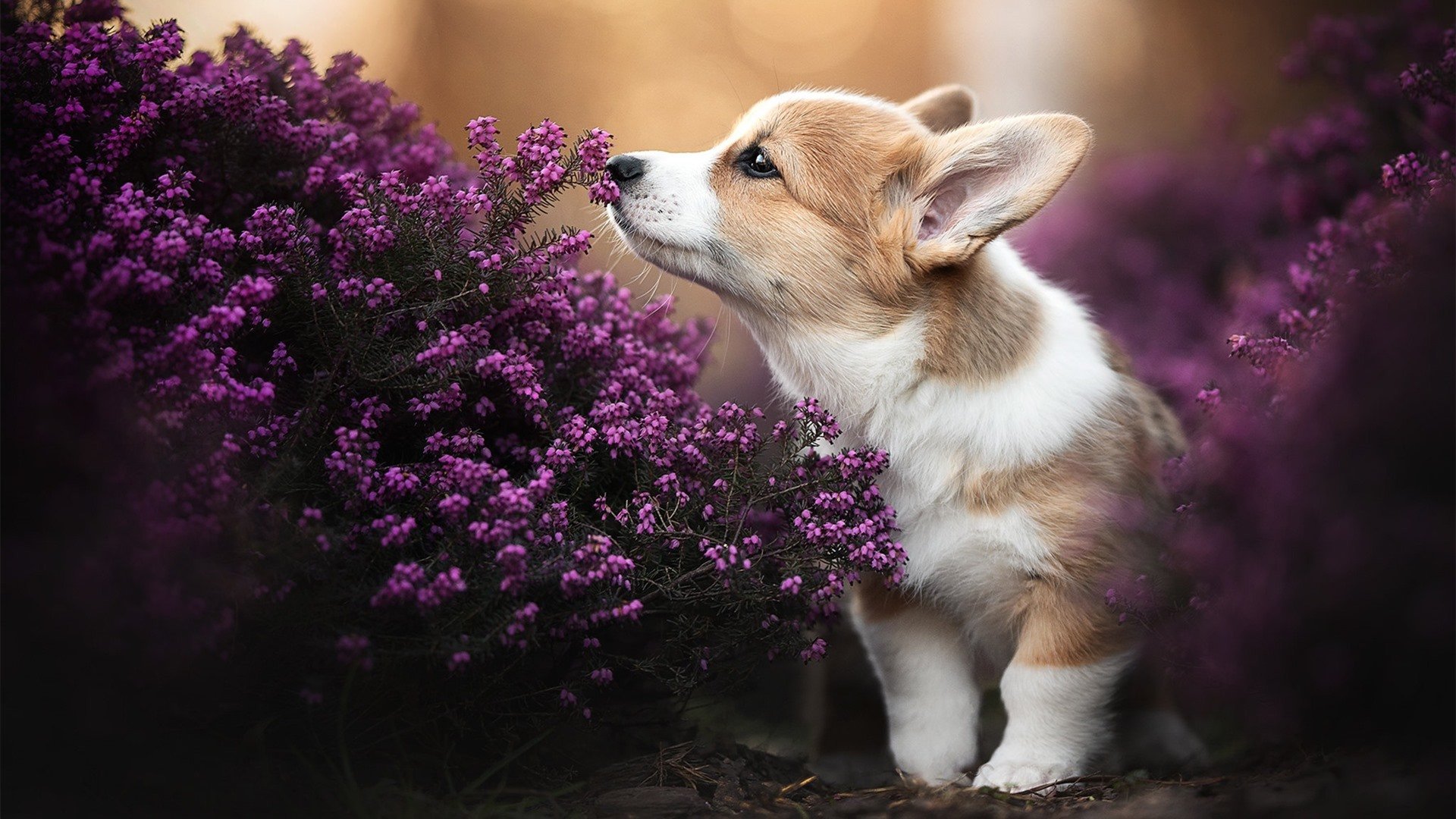 翡冷翠之夜,当尤文图斯在墨西哥高原晋级,梅西于欧冠决赛接管比赛