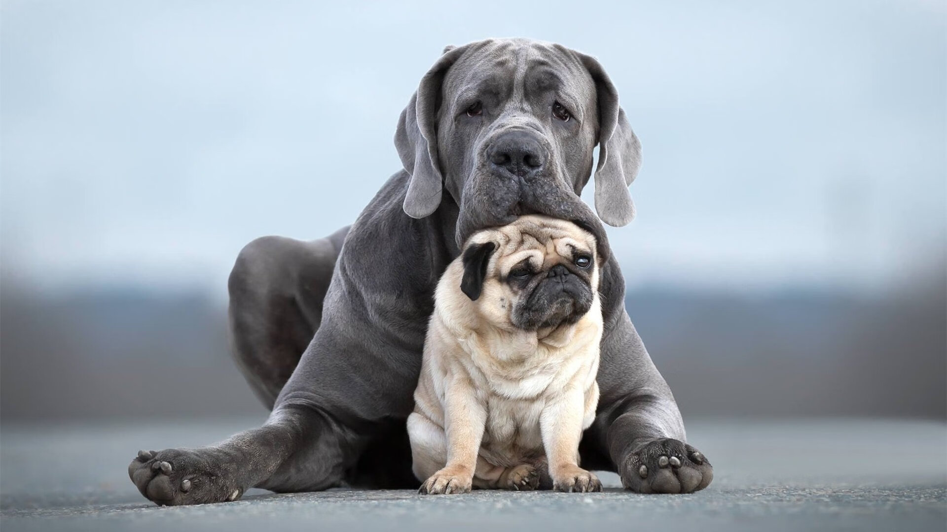 一剑封喉!英格拉姆末节17分+极限绝杀,公牛主场沦陷记