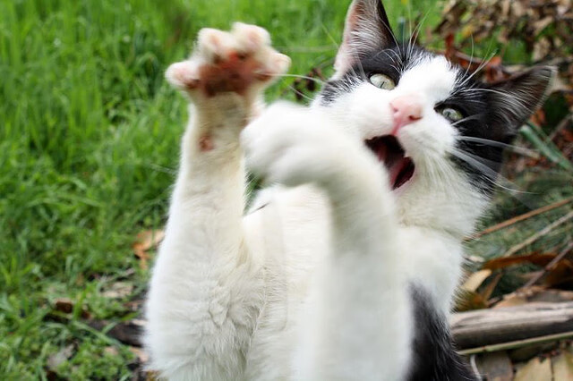 虚拟绿茵奇迹，新西兰FC逆袭夺冠，楚阿梅尼加时绝杀定乾坤