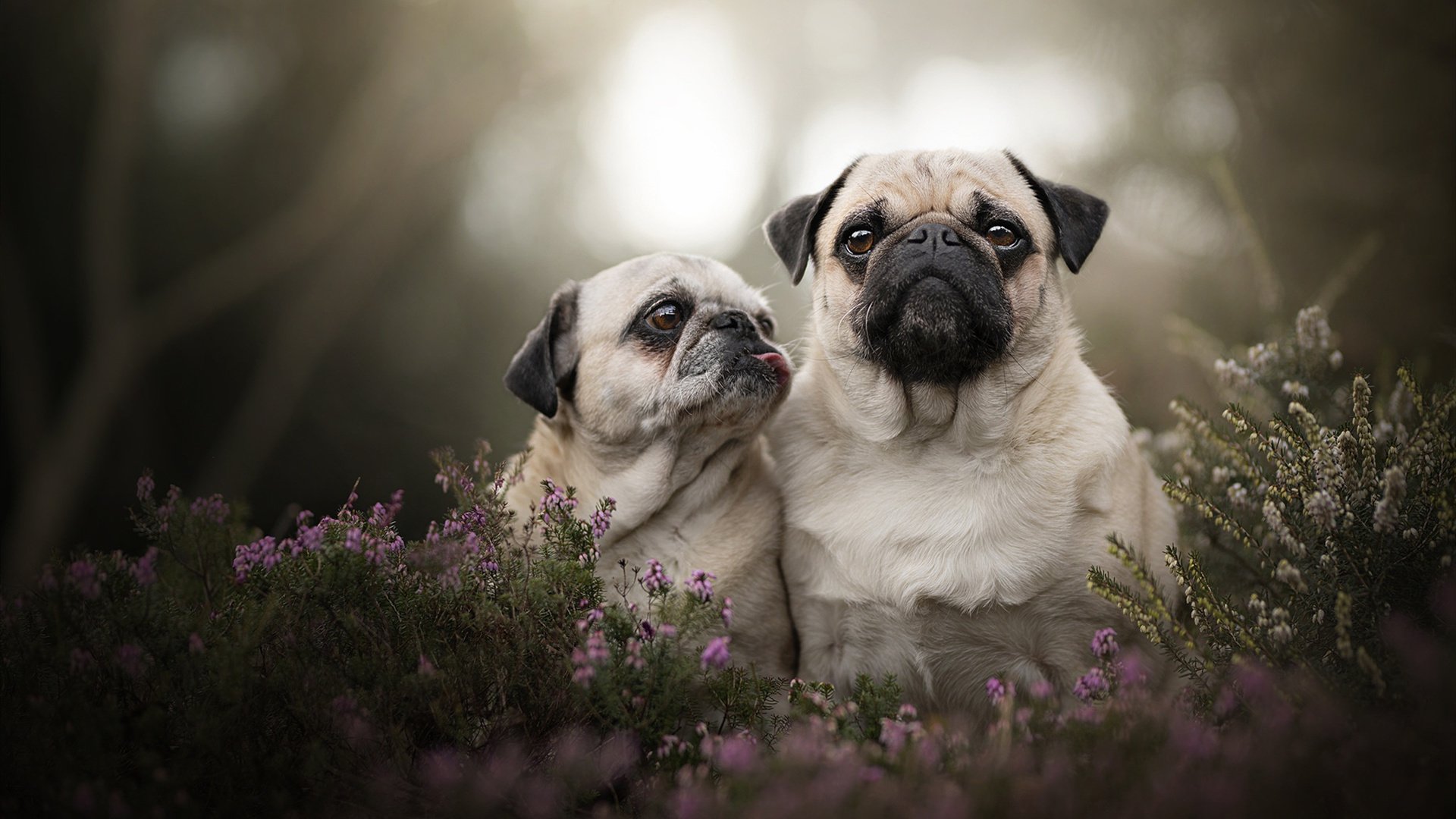 如果帕尔默身披阿森纳球衣?一场幻想中的北伦敦风暴