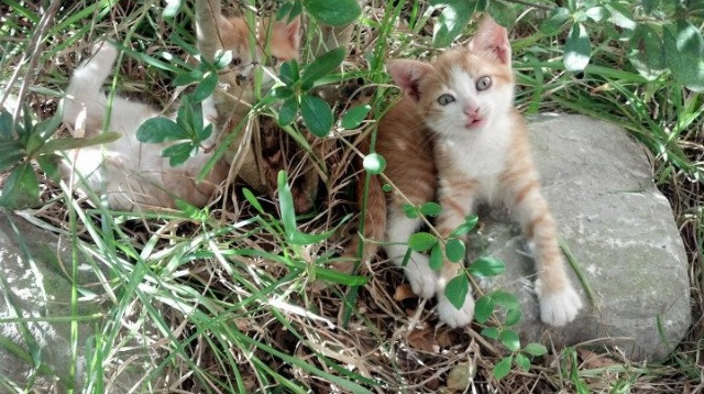 爱游戏官方-以詹为鉴，新疆队如何效仿詹姆斯节奏掌控，关键战突围步行者