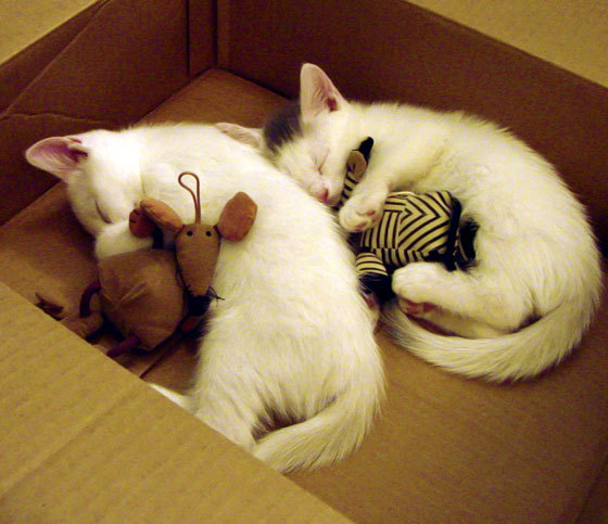 篮网对阵浙江队，当锡安的神力遇见东方的太极