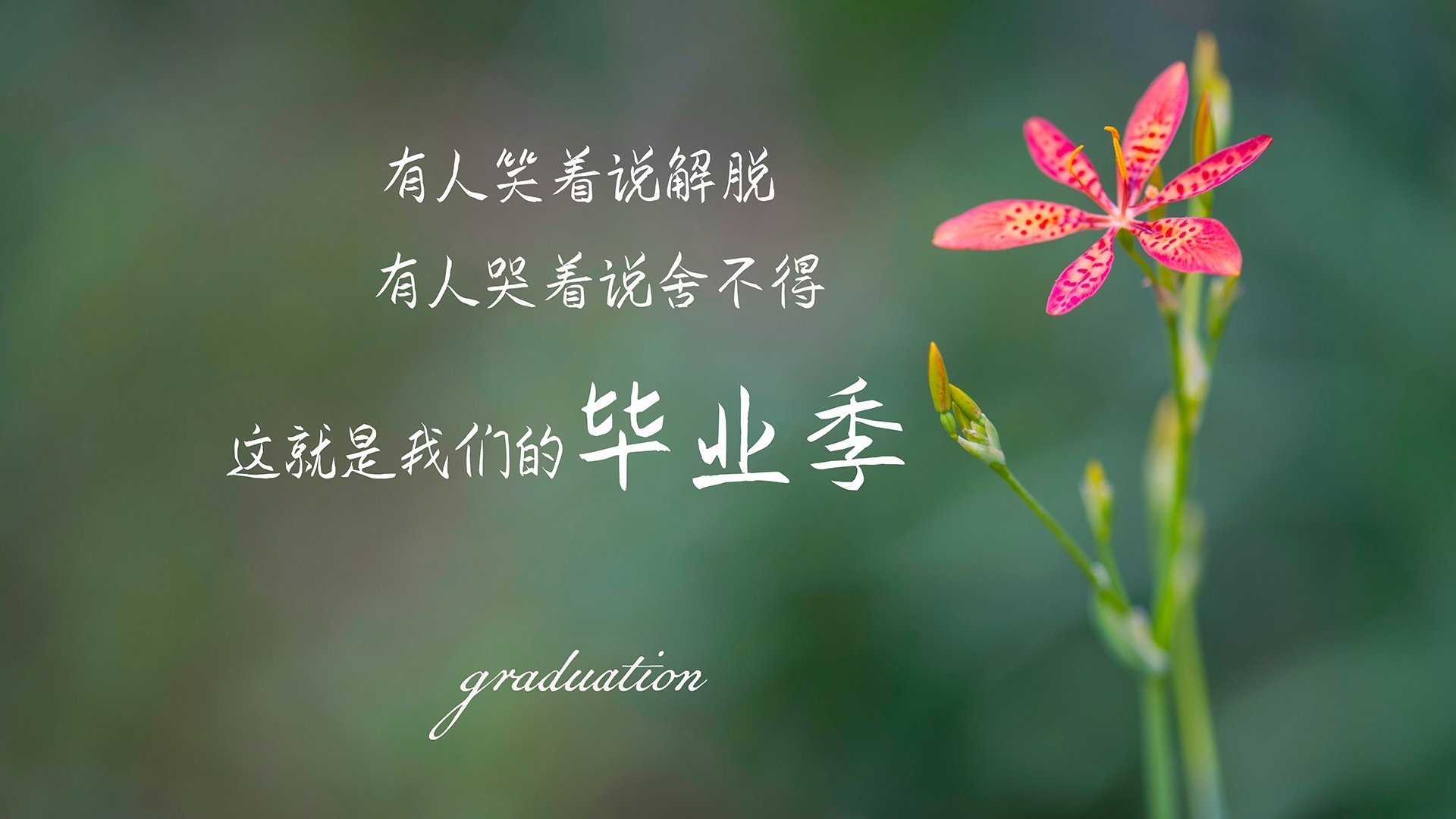节奏的独白,2026世界杯D组关键战,厄瓜多尔如何用压制旋律击碎葡萄牙的航海梦,齐耶赫的掌控者叙事